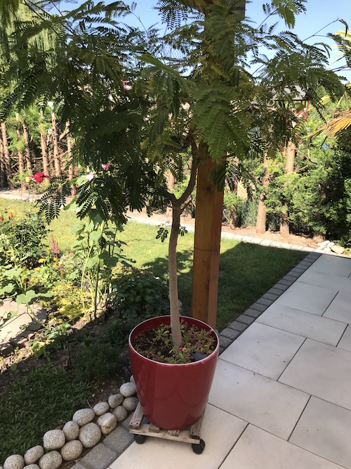 Baum aus Ägypten