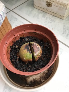 Avocado Kern