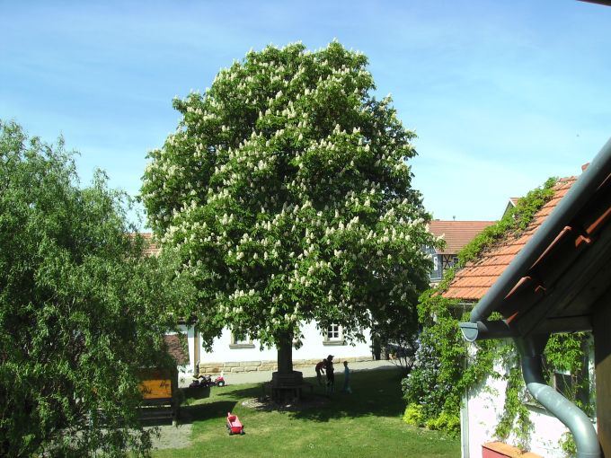 Kastanie 2022a.jpg