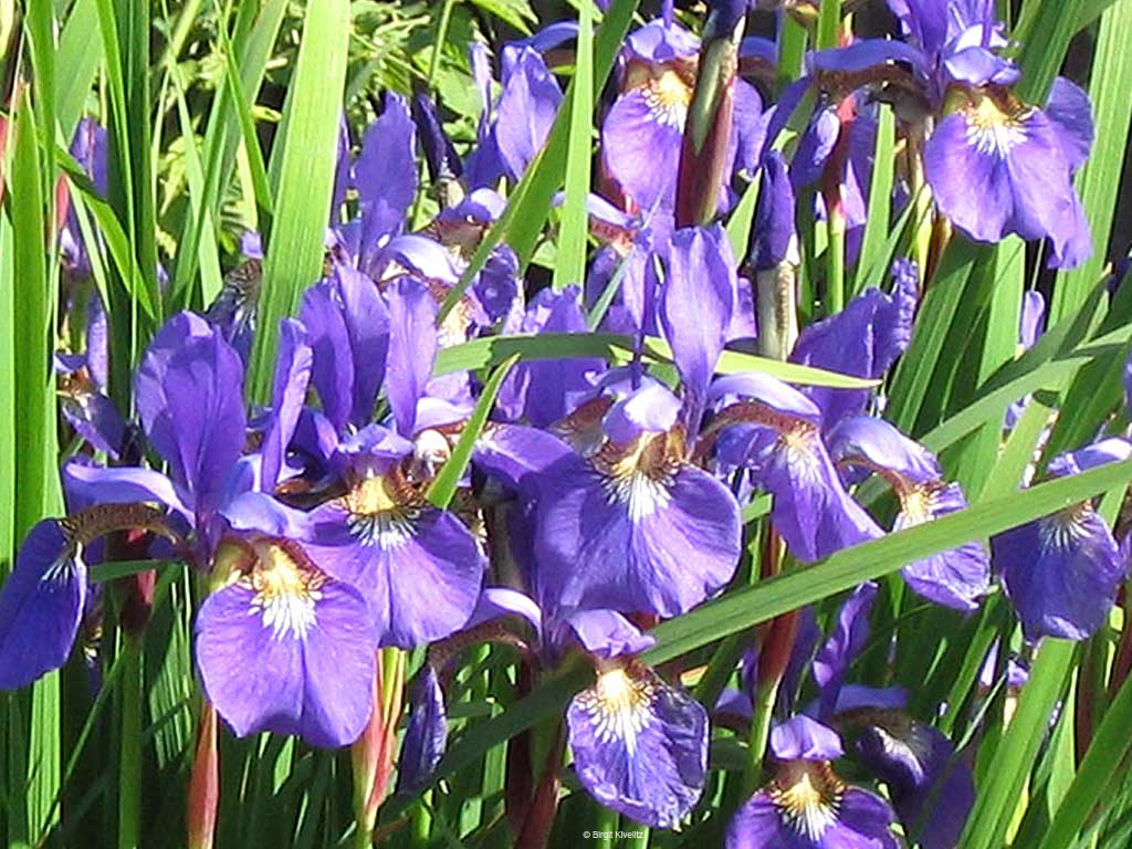 Ein Traum in Lila - Iris in voller Blüte