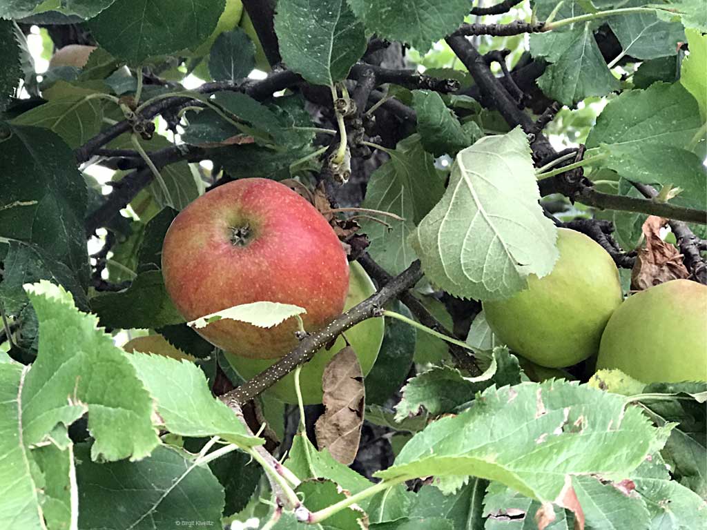 Apfelernte - roter Boskop